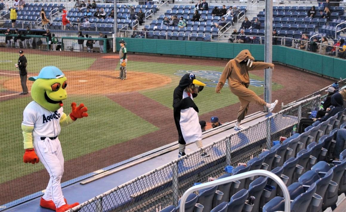 Webby the Everett Aquasox minor league baseball team mascot dancing on the dugout with a penguin and walrus mascots best summer actitivities Seattle families and tourists